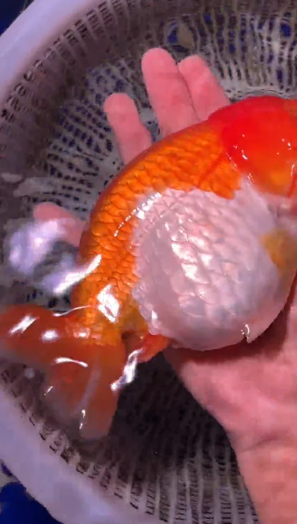 金鱼（运费自理，马印灯照射）福州追鱼兰寿金鱼