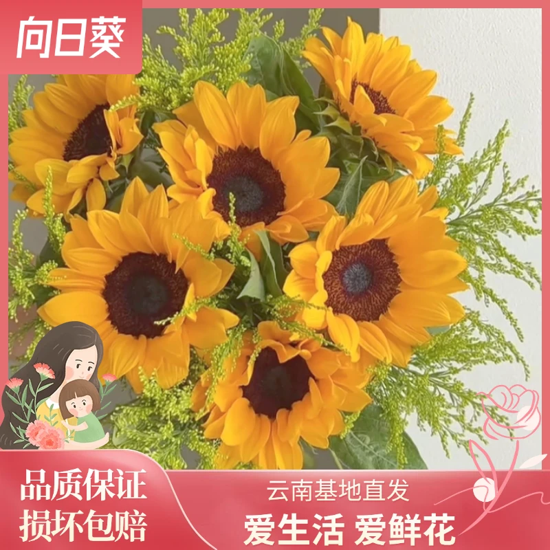 【高考向日葵】一举夺魁花束高考礼物云南直发玫瑰鲜花