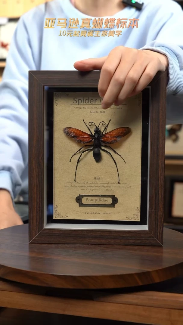 蛛蜂标本8寸复古框