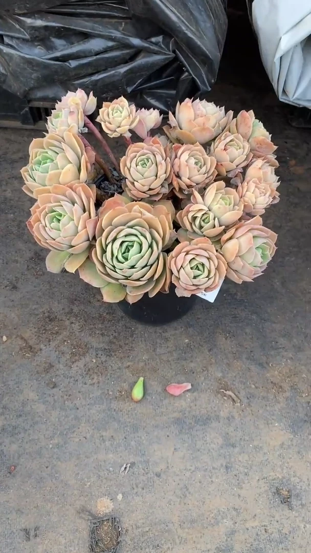 【闪购商品】1561桃花坞