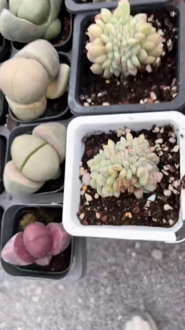 【闪购商品】10方林雪锦多肉