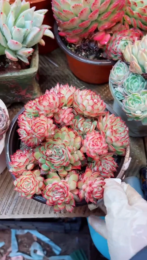 【闪购商品】12070