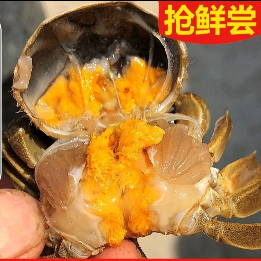 【活蟹现货】河蟹1.7-2.0两8只起装公蟹江苏洪泽湖螃蟹顺丰京东包邮