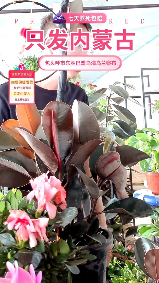 完全开放造型黑金刚