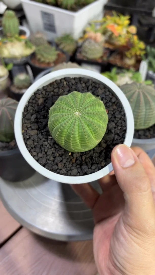 布纹球大戟FD-121