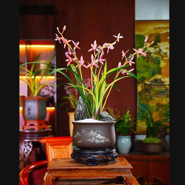 四季兰铭品[三星粉蝶]兰花盆栽室内绿植好养