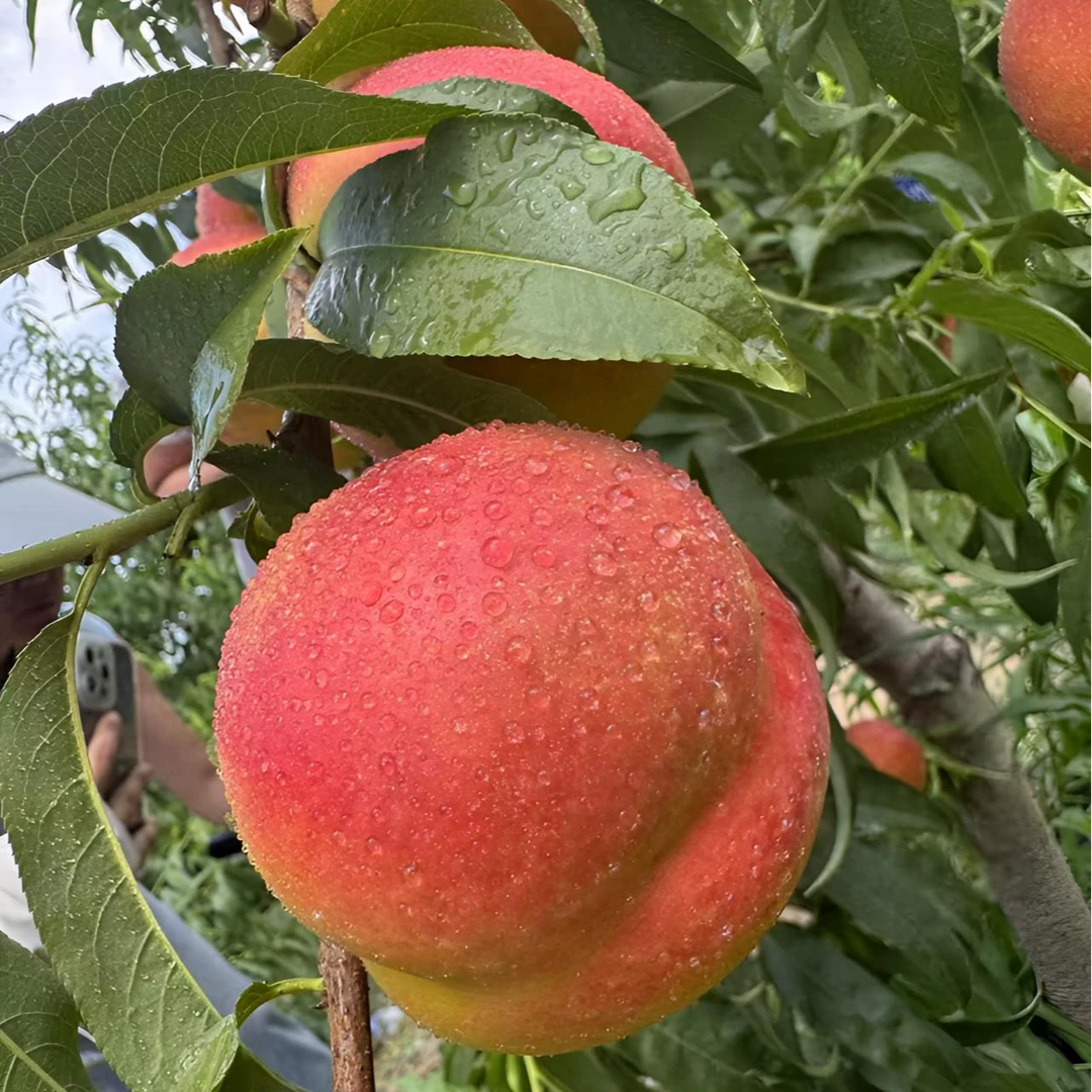 果亚多中油37黄肉油桃七月中下旬成熟