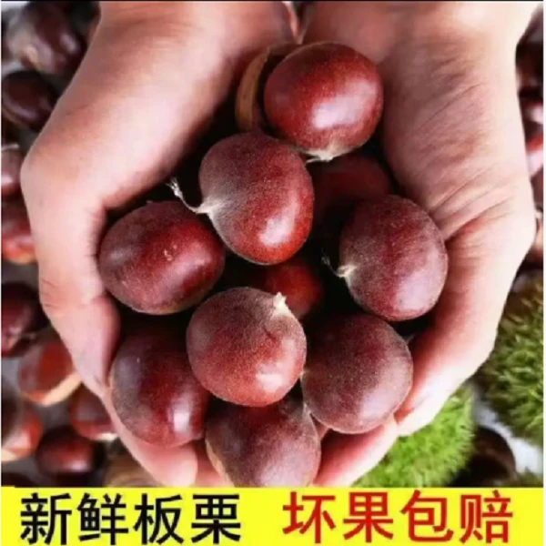 买三斤送两斤  现摘现发新鲜板栗香糯可口