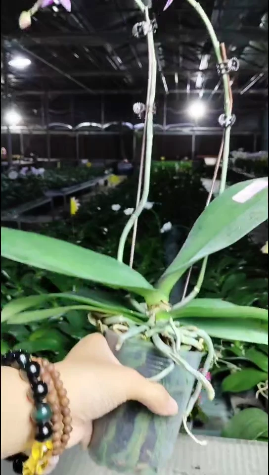 大部分开放少量花苞春丽福利