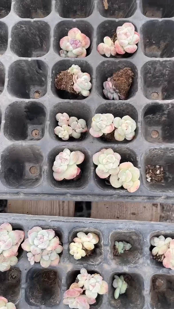 丝**空8颗     多肉      780