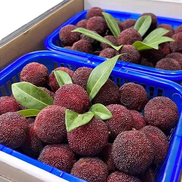 正宗仙居杨梅假一赔十荸荠杨梅新鲜现摘小黑碳送人孕妇应季水果