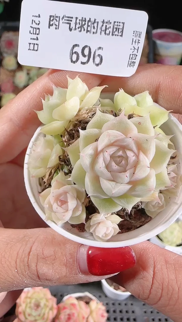 1201-696多肉群生不包整