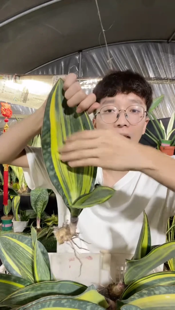 单叶带心黄金宝镜28cm裸根10.5