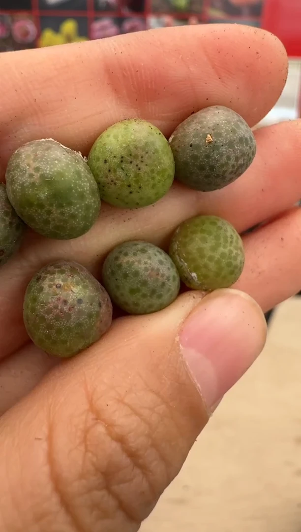 【闪购商品】29-5大型日系红草莓斑马一颗