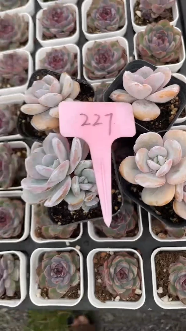 念4颗     多肉   227