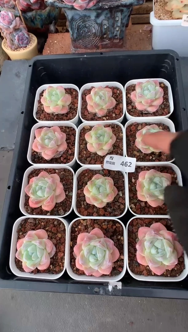 462冰玉三棵量拍多肉