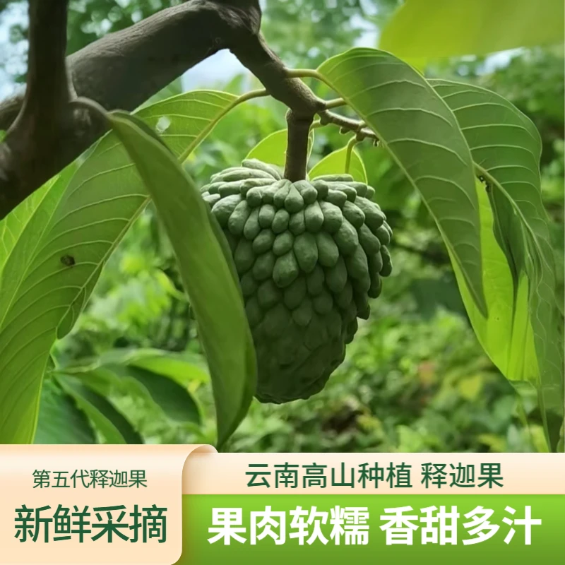 【第五代释迦】新鲜现摘凤梨释迦果热带番荔枝自有500亩果园