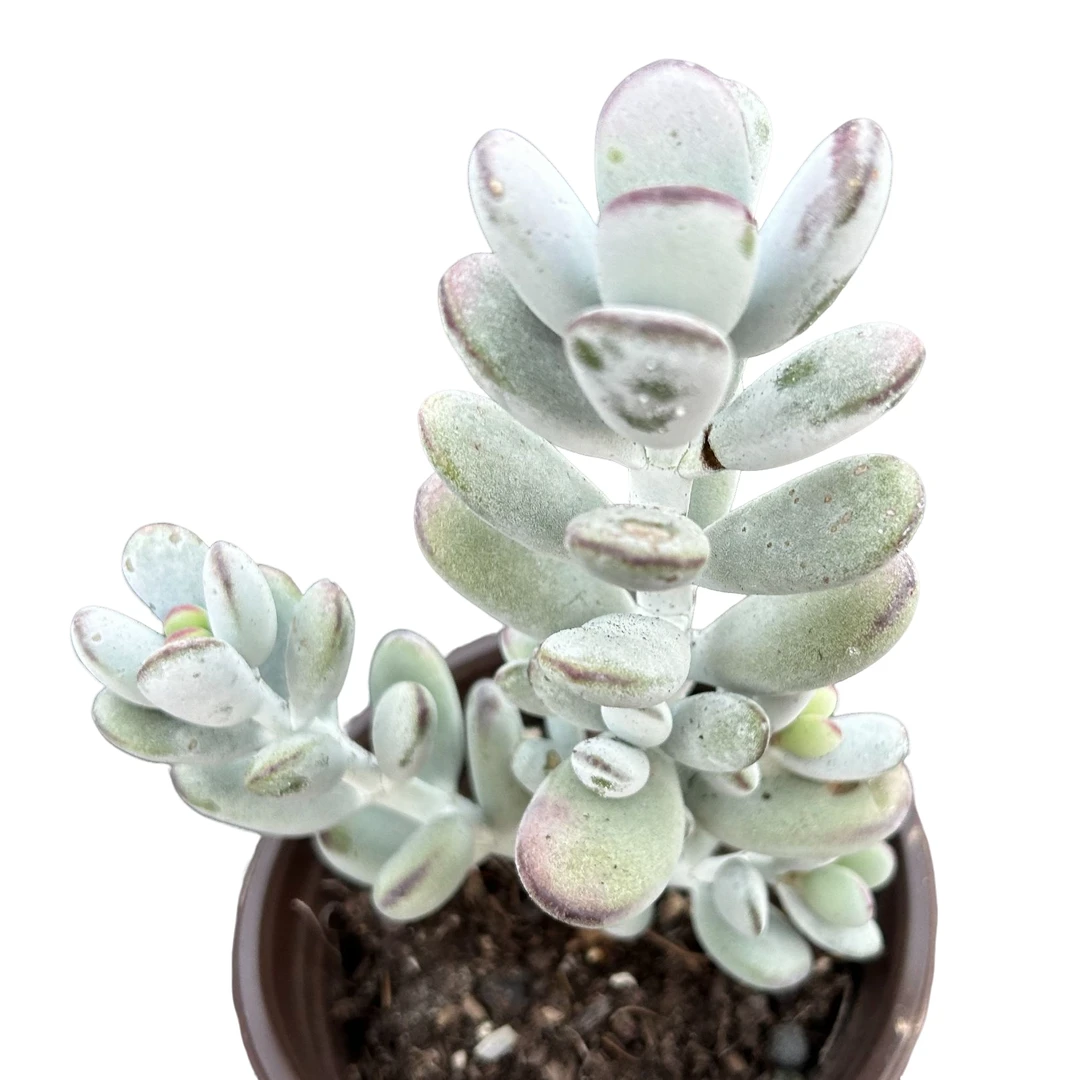 乒乓福娘4棵脱土 多肉植物室内绿植净化空气