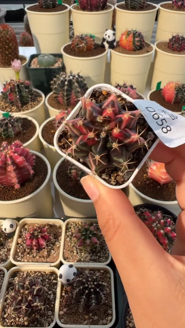 658好看的米哈冲冲冲 泰国进口实生