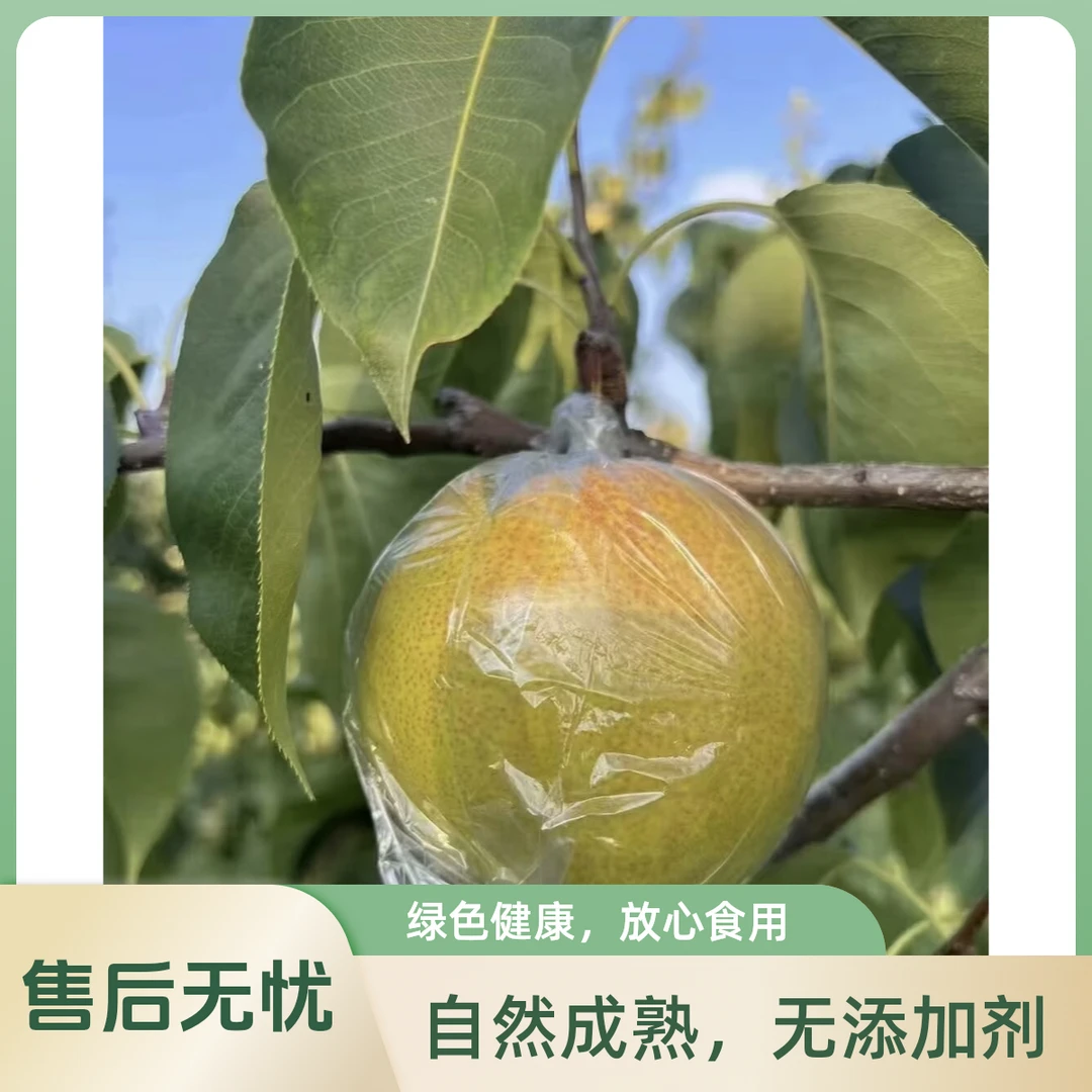 【产地直发】个大皮薄水汽足的玉露香梨一口爆汁甜到心里