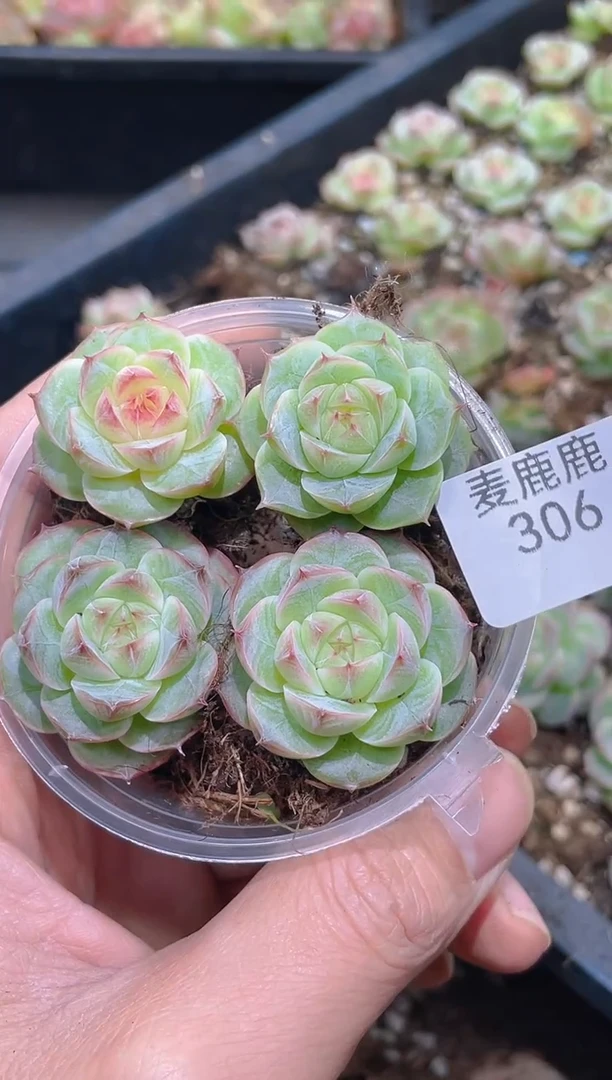306木兰晶晶      量拍颗