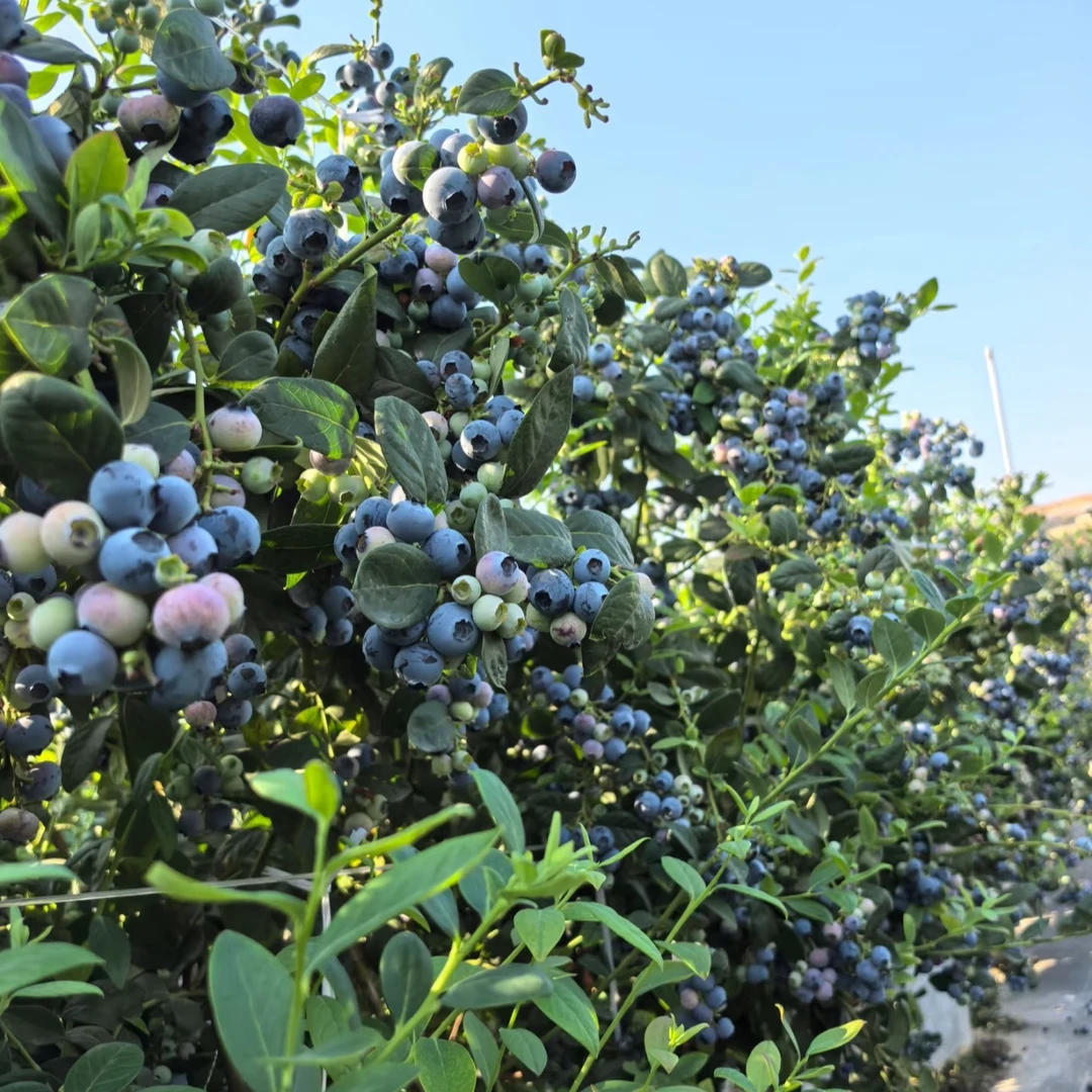 L25蓝莓树苗南方北方盆栽地载庭院阳台种植蓝莓树