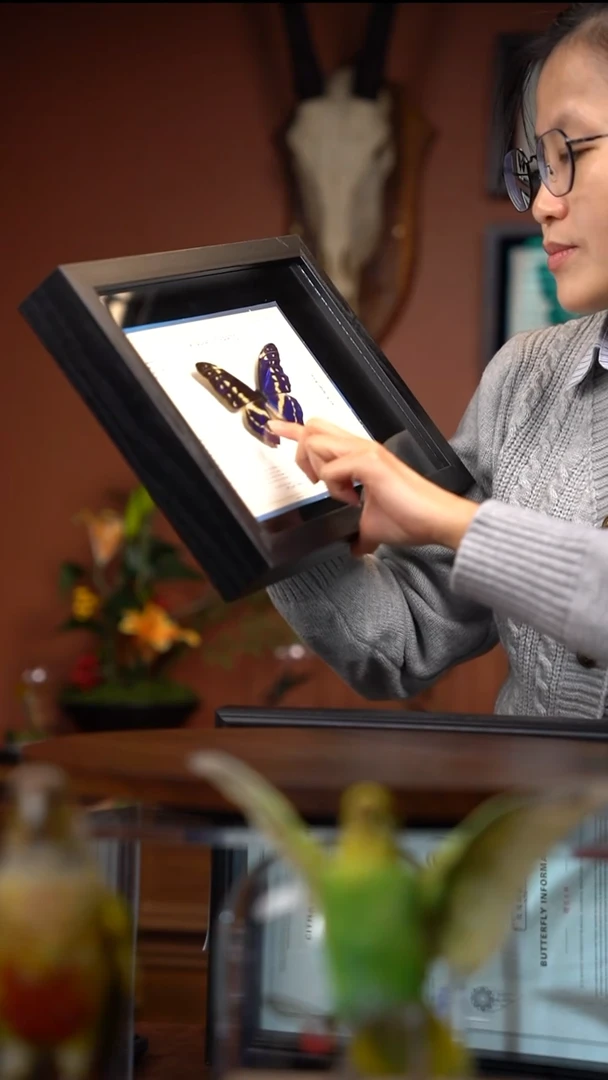 Z195塞浦路斯闪蝶竞拍