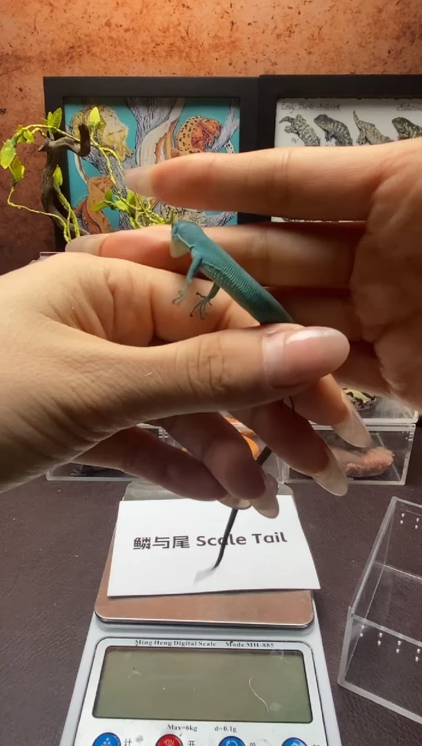 蓝舌石龙子鳞与尾 Scale Tail 爬宠龙纹翡翠苗