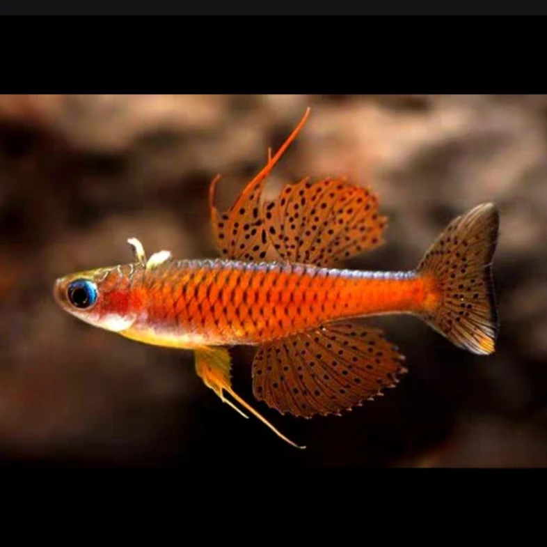 小型热带观赏鱼 橘红燕子