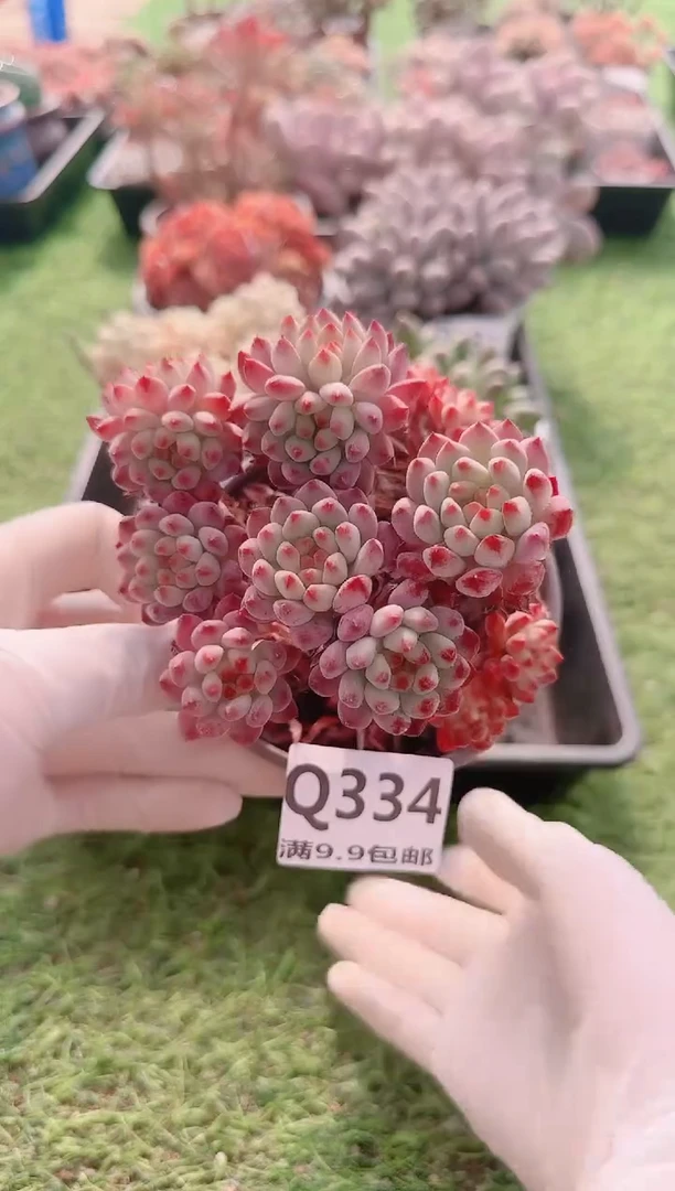 【闪购商品】梦会多肉一物一拍