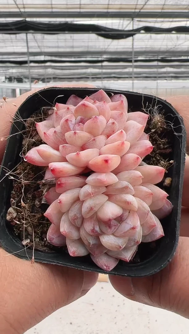 【闪购商品】粉红泡泡-26