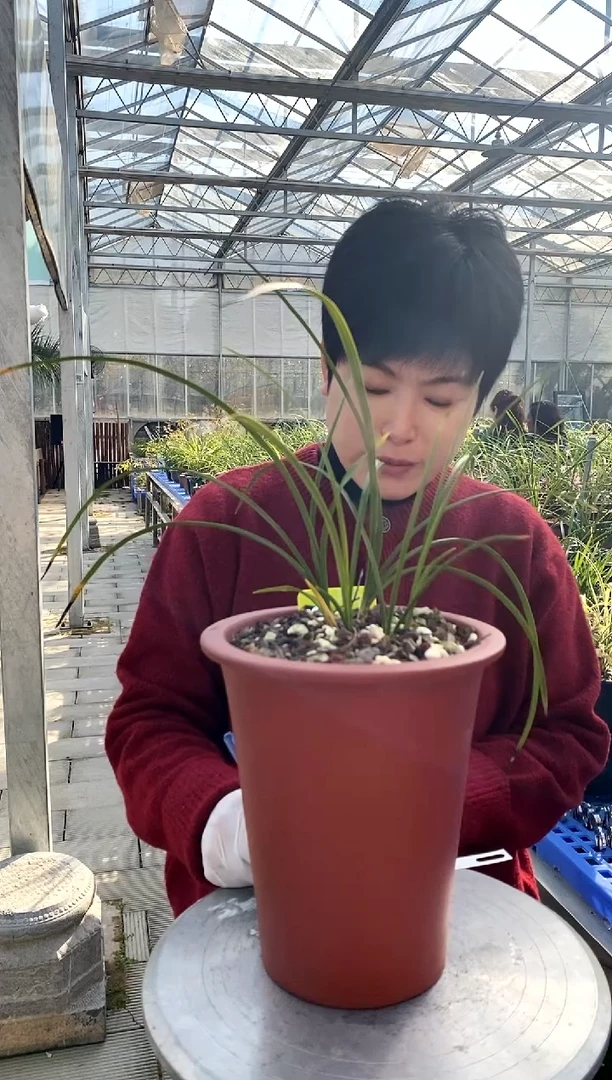 【闪购商品】大白菜引种，申申