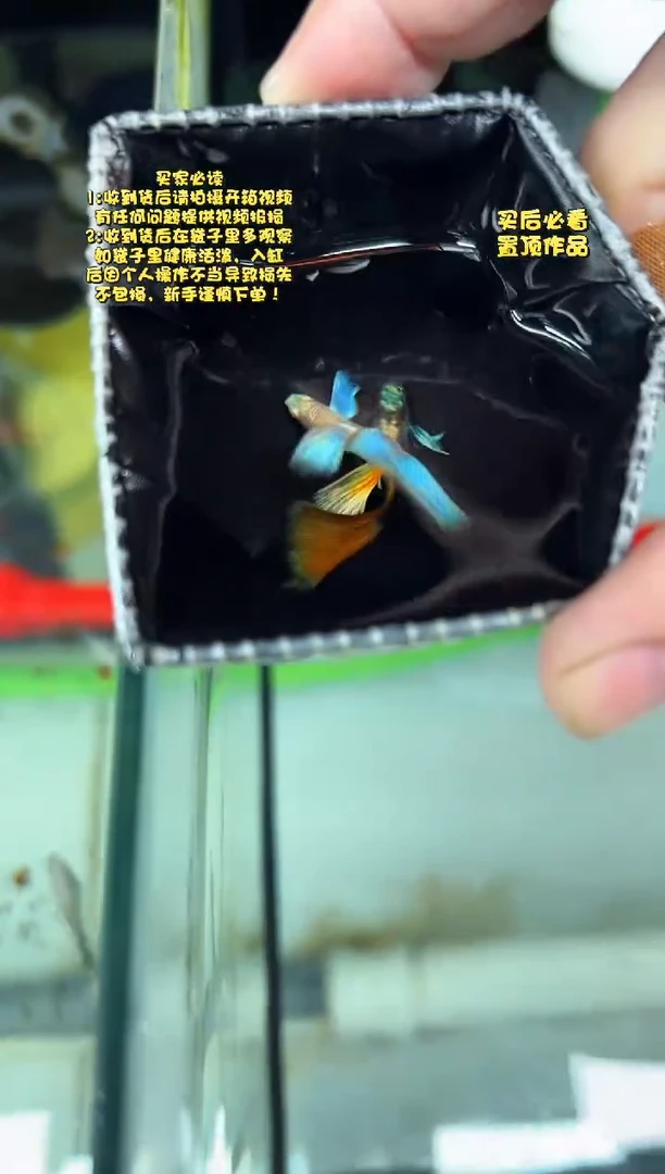 孔雀鱼无怨孔雀鱼