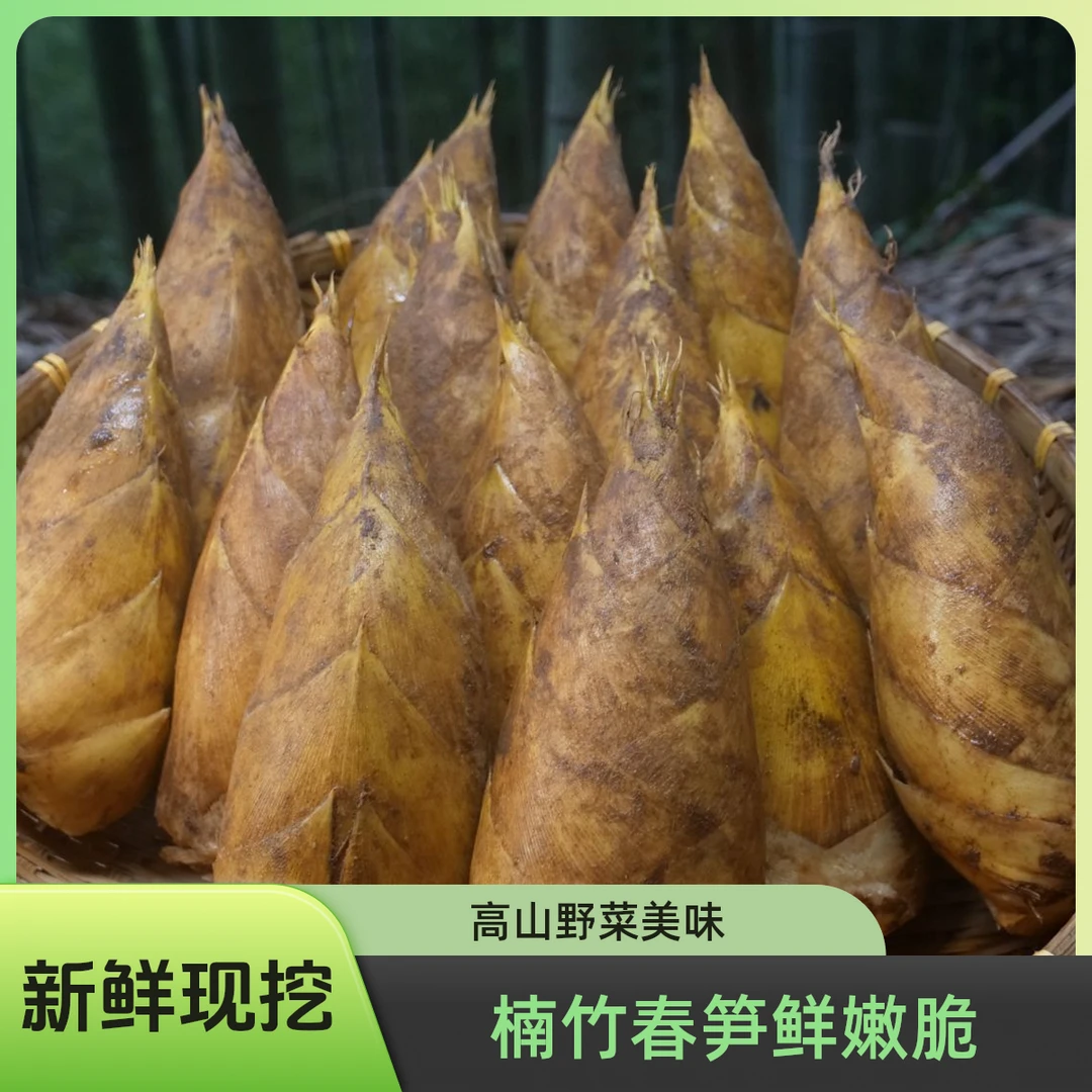 楠竹春笋新鲜现挖鲜脆嫩山里美味大自然馈赠