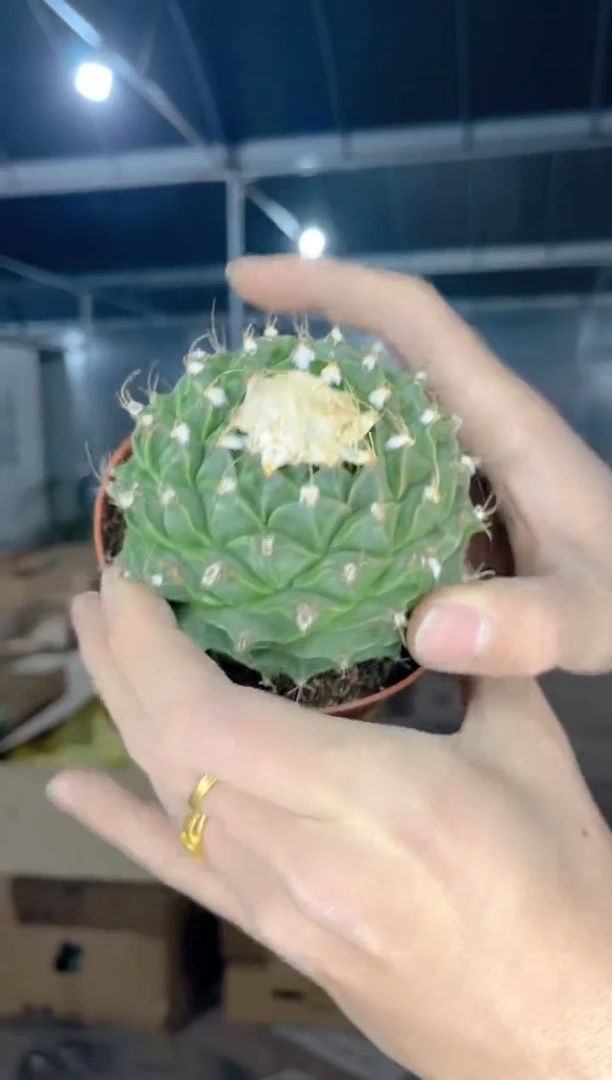 【闪购商品】帝冠