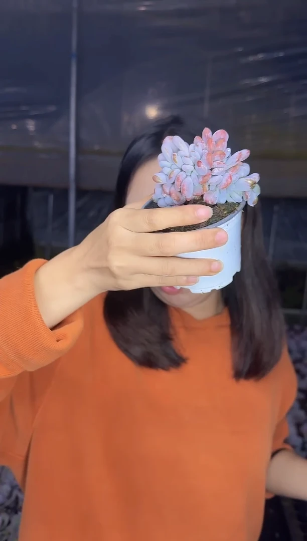 粉兔缀化  5