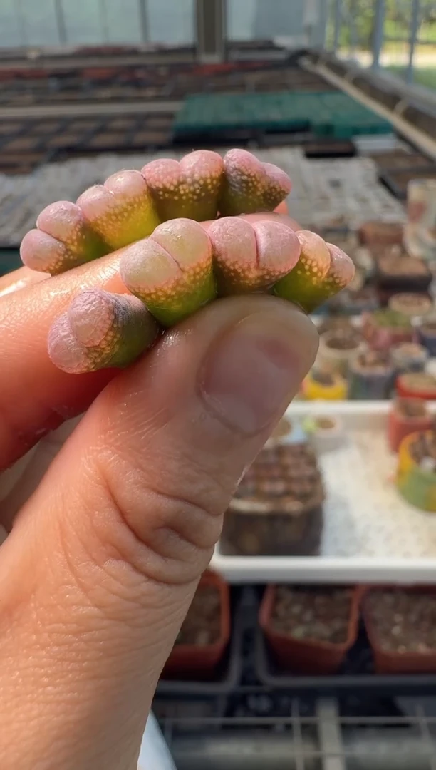 10-61多肉植物肉锥粉c10一颗