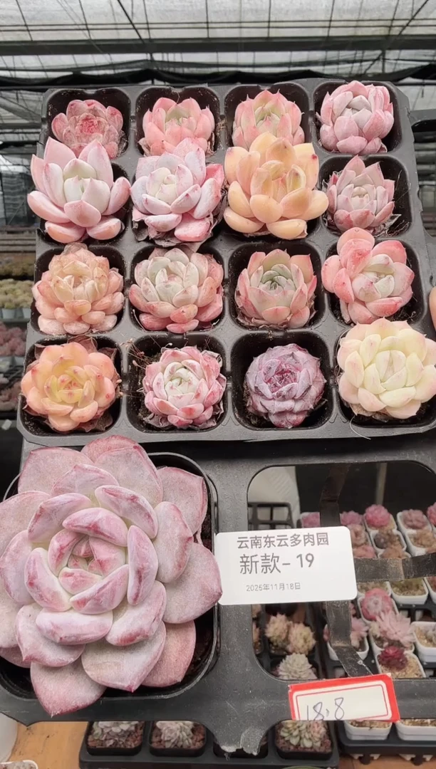 东云多肉园新款-19