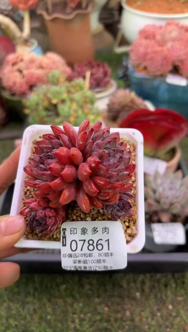 【闪购商品】07861