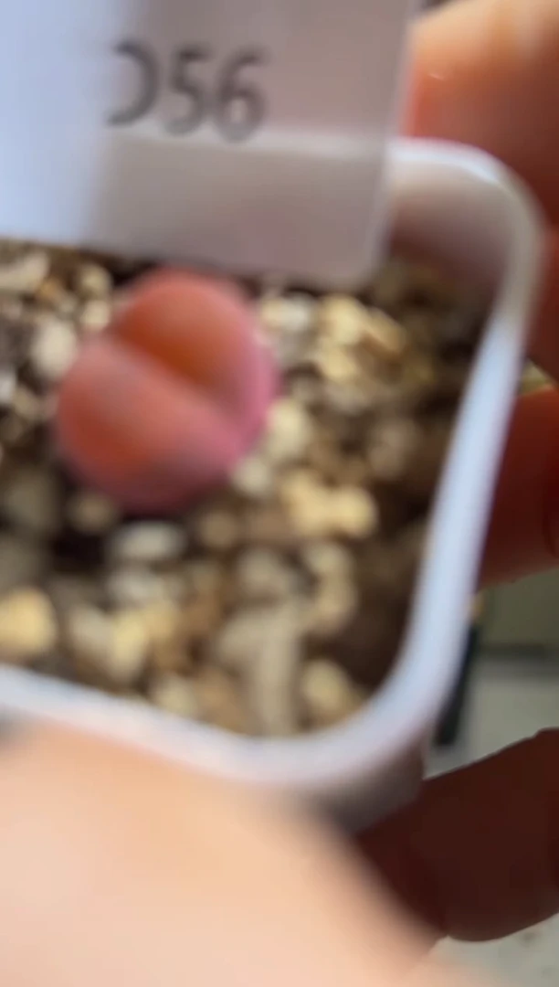 56.........................