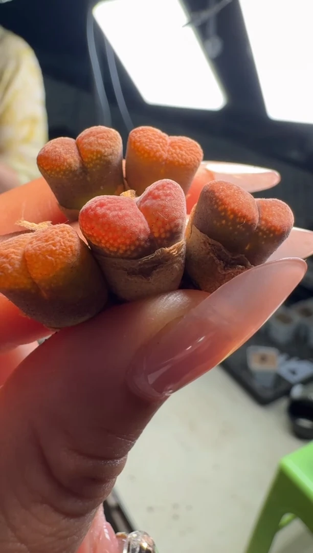 30-20多肉植物肉锥草莓红丝绒一颗