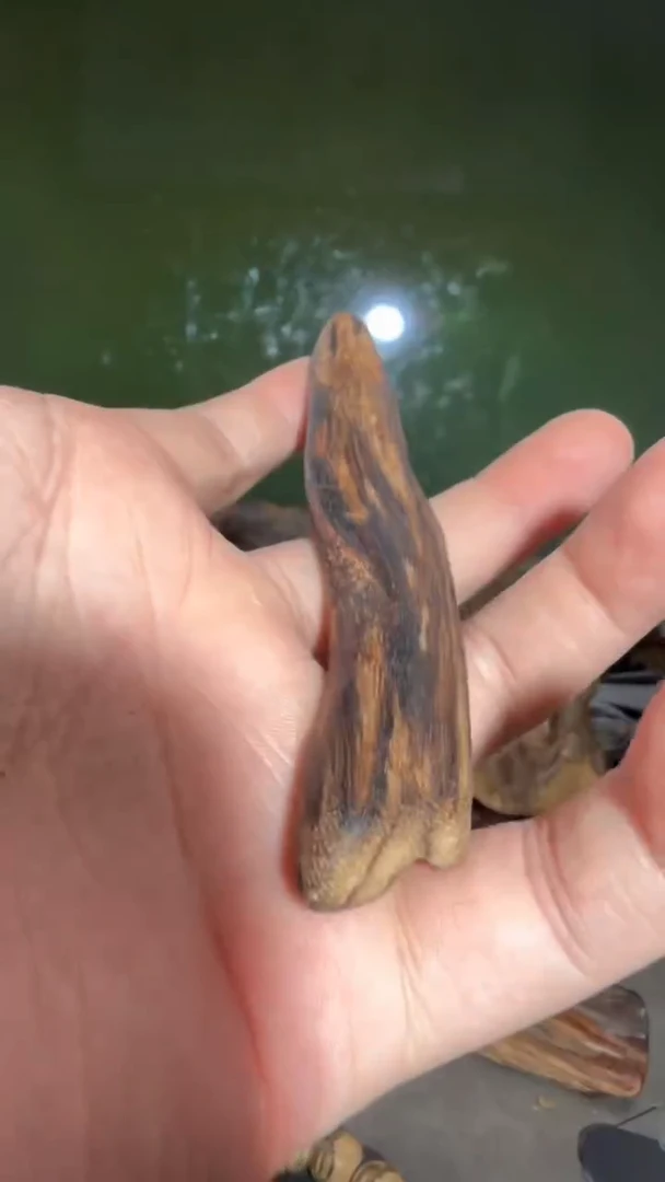 沉香吊坠文莱多样性发一