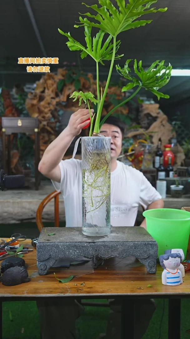 当前无花栽培后可以开花龙鳞春雨3T