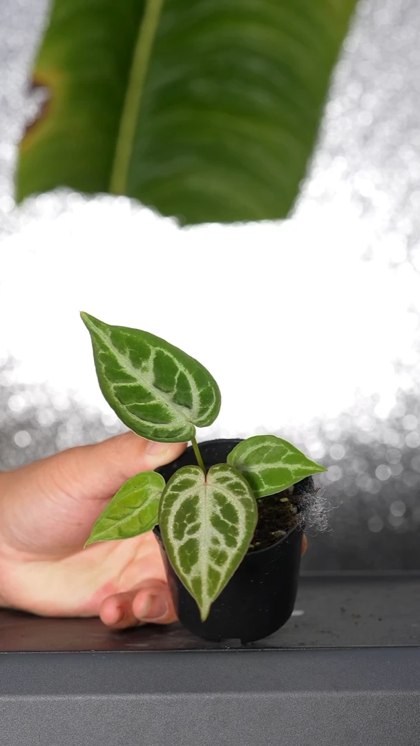 完全开放银狮子花烛