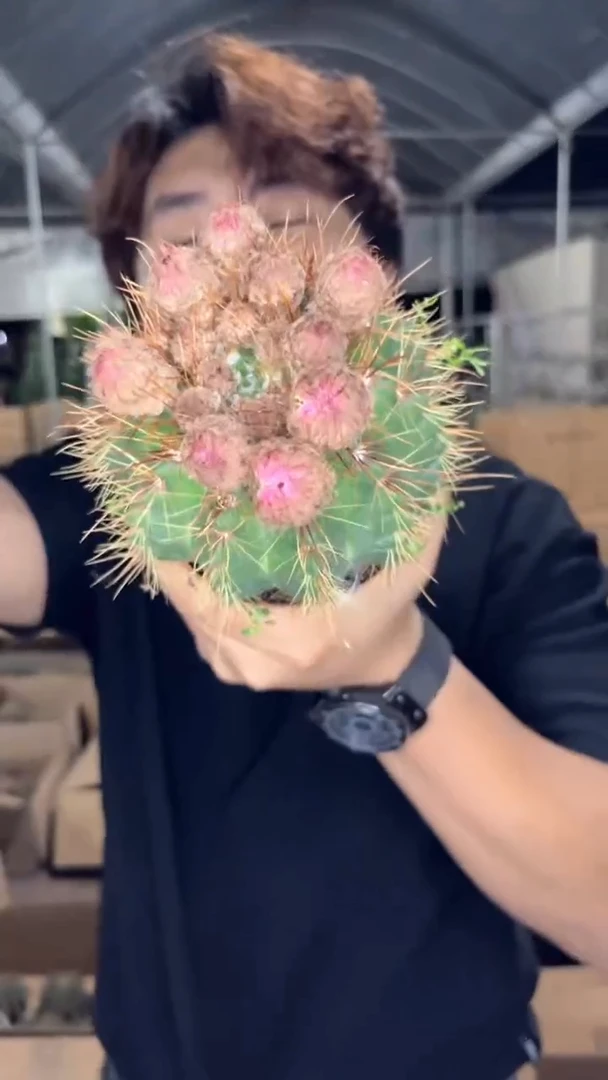 红花青丸【带花苞】8-11cm