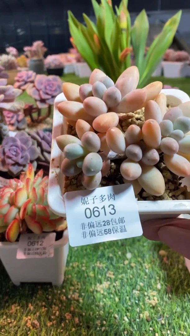 【闪购商品】0613a