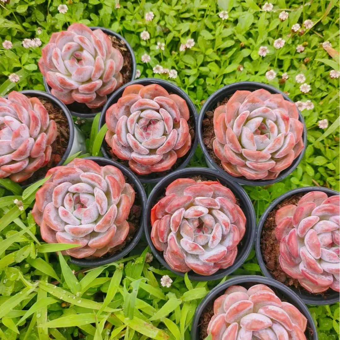 姐妹花园艺精品多肉植物-一物一拍专用链接