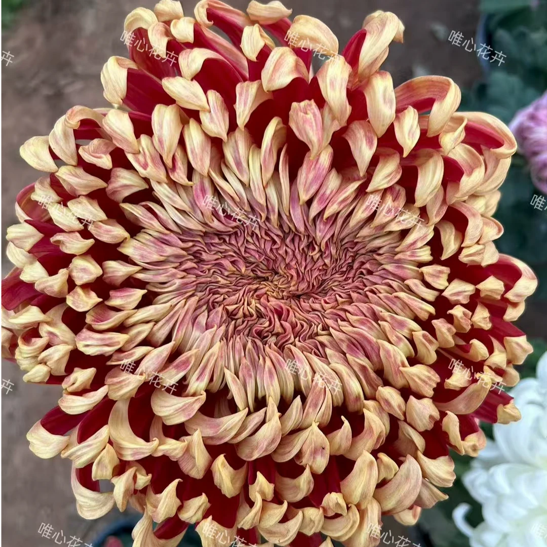 【花苞发货】[太平红叶]九月菊花苗大型花好养护简单耐寒耐旱