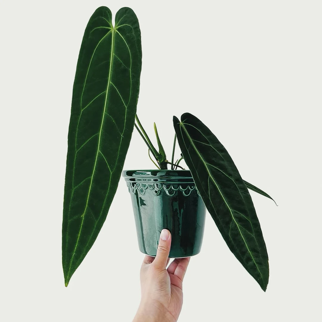 火鹤后花烛天南星科室内观叶绿植盆栽客厅装饰植物桌面