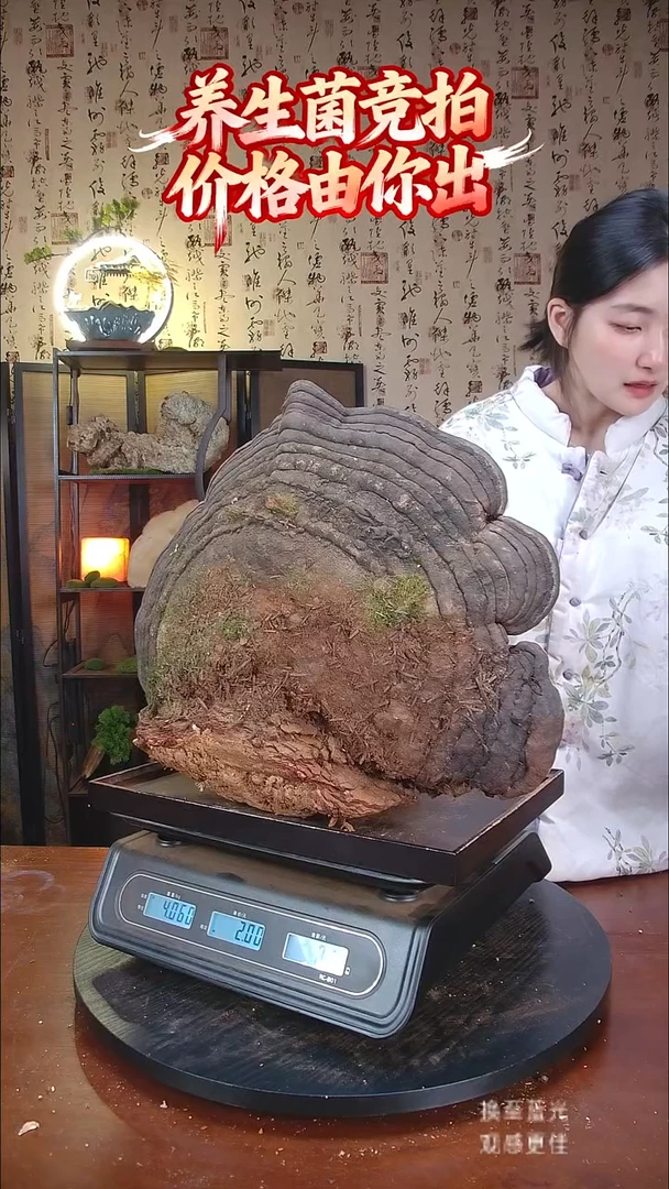 红缘拟层孔菌中国大陆【藏区野生】红缘树舌（8.12斤）90-100年份